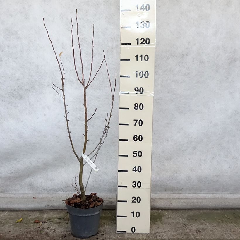 Amostra de Malus Golden Hornet Vaso de 4 L/5 L tal como entregue no outono