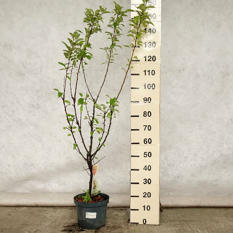 Amostra de Malus Golden Hornet Vaso de 6 L/7 L tal como entregue no verão