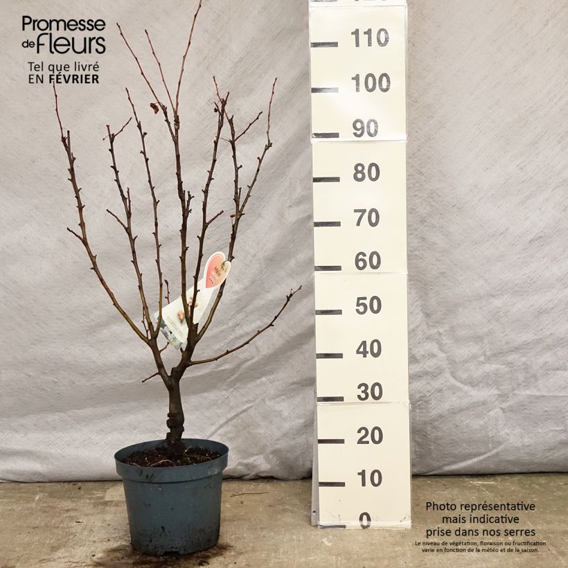 Amostra de Pommier d'ornement - Malus Golden Hornet Vaso de 6 L/7 L tal como entregue no inverno