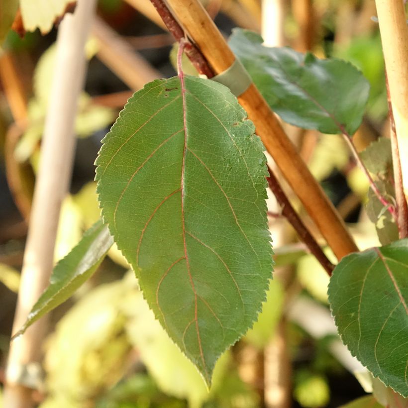 Malus Hopa (Folhagem)