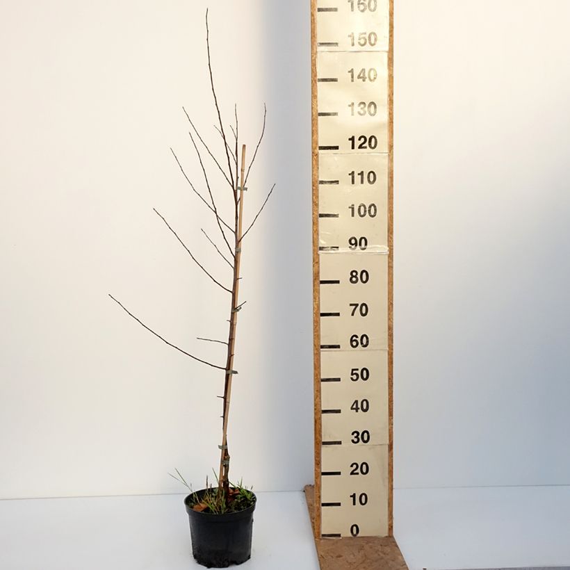 Amostra de Malus Hopa Vaso de 4 L/5 L tal como entregue no outono