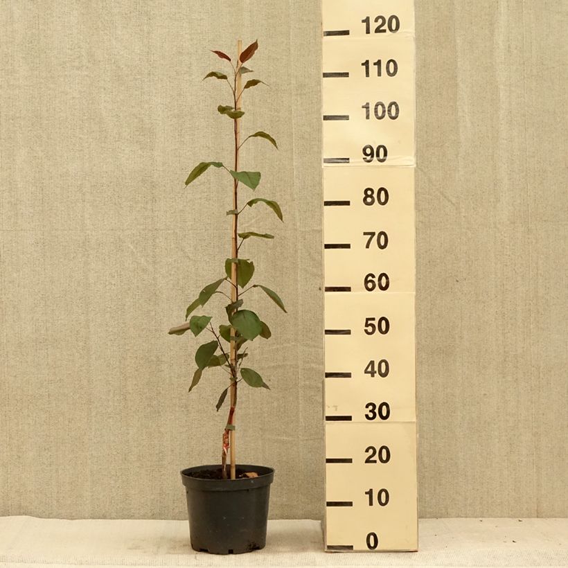 Amostra de Malus Hopa Vaso de 4 L/5 L tal como entregue no verão