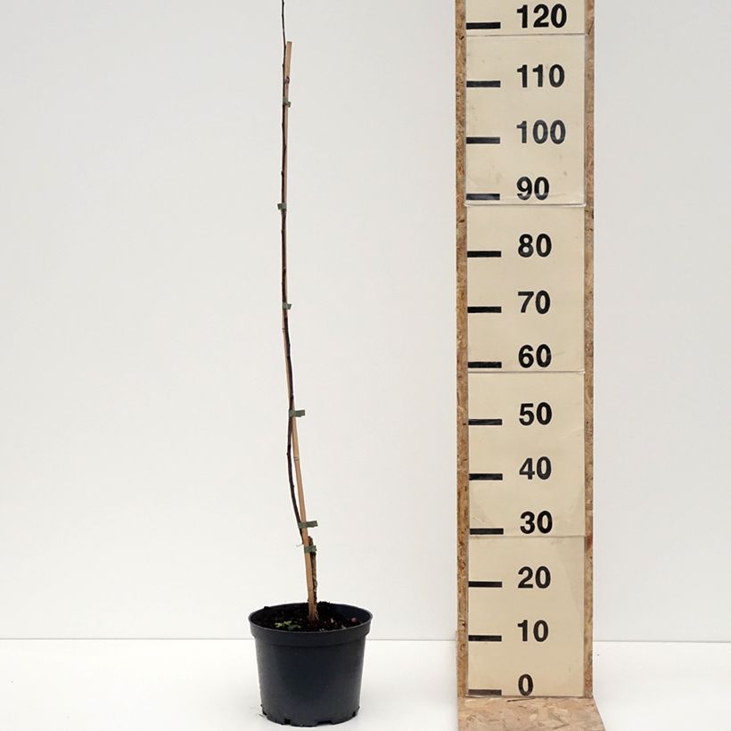 Amostra de Pommier d'ornement - Malus Hopa Vaso de 4 L/5 L tal como entregue no inverno