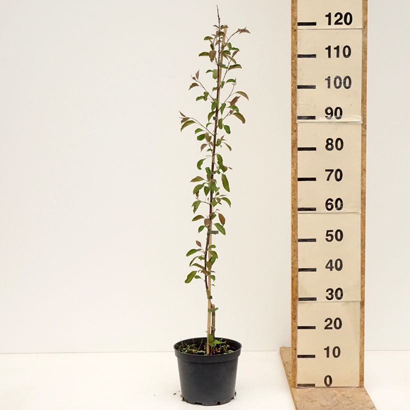 Amostra de Malus Hopa Vaso de 4 L/5 L tal como entregue na primavera