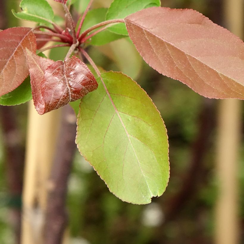 Malus Hyvingiensis (Folhagem)