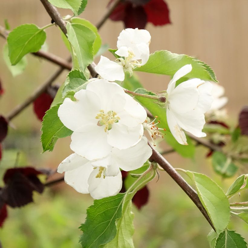 Malus Hyvingiensis (Floração)