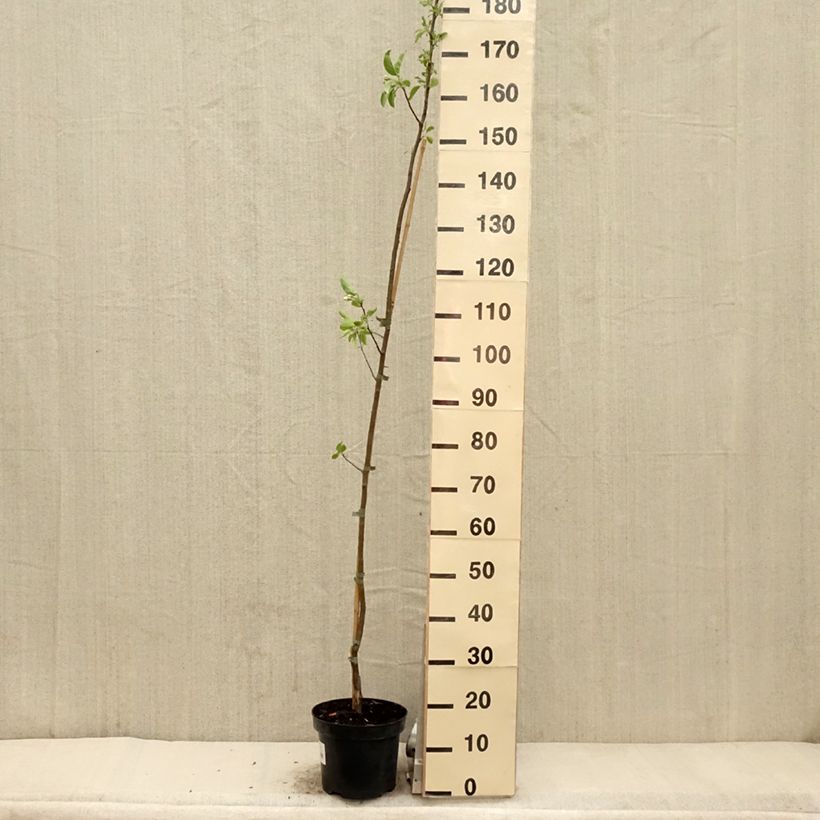 Amostra de Malus John Downie Vaso de 4 L/5 L tal como entregue na primavera