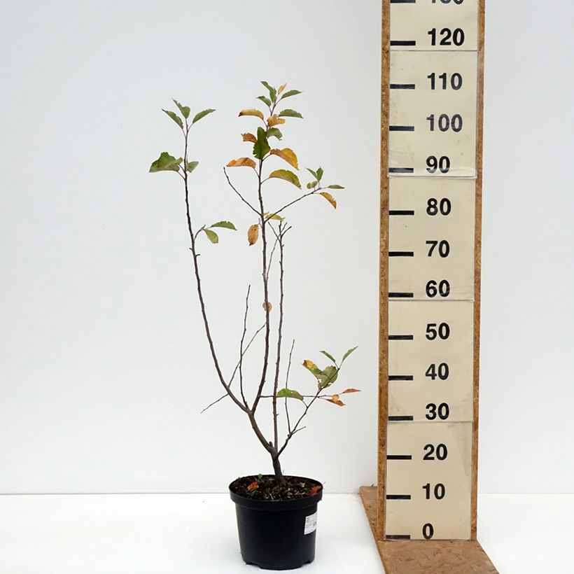 Amostra de Malus John Downie Vaso de 4 L/5 L tal como entregue no outono