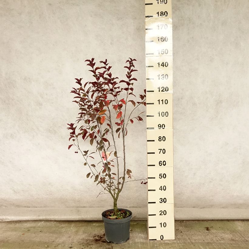 Amostra de Malus Liset Vaso de 7,5 L/10 L tal como entregue no verão
