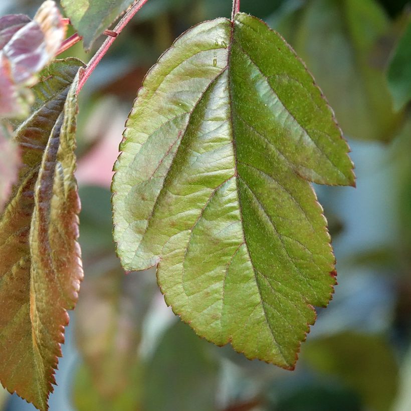 Malus Liset (Folhagem)