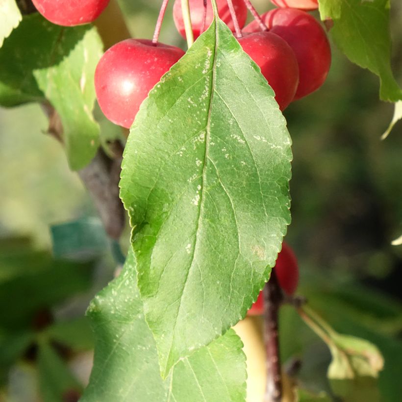 Malus Ola (Folhagem)