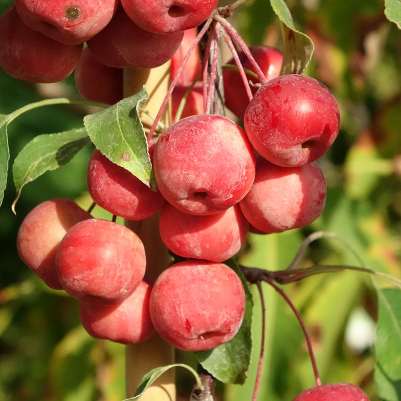 Malus Ola (Colheita)