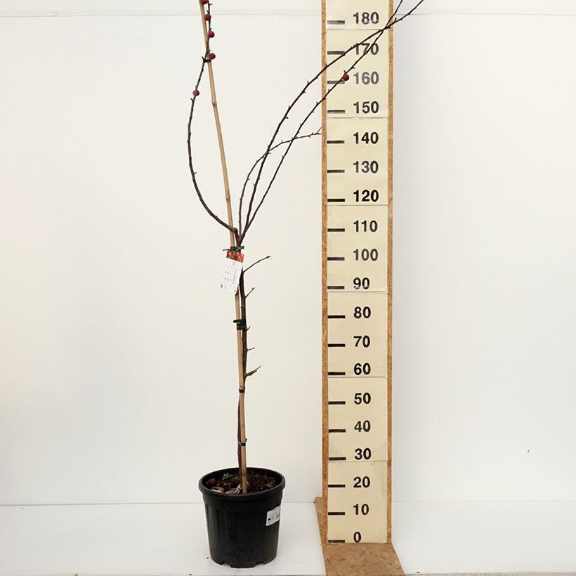 Amostra de Malus Ola Vaso de 7,5 L/10 L tal como entregue no outono