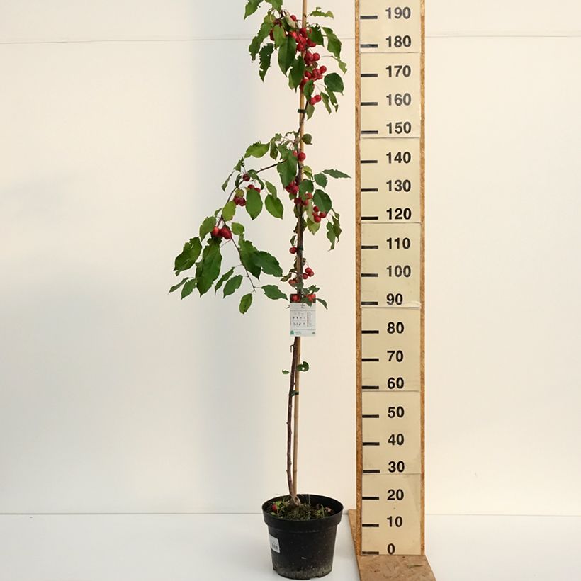 Amostra de Malus Ola Vaso de 7,5 L/10 L tal como entregue no verão
