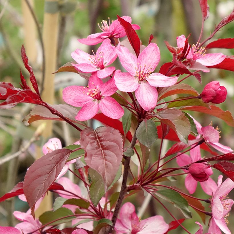 Malus Paul Hauber (Floração)
