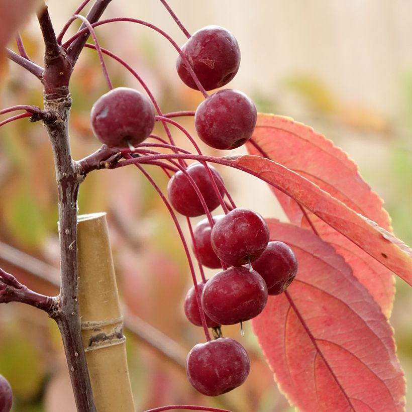 Malus Paul Hauber (Colheita)