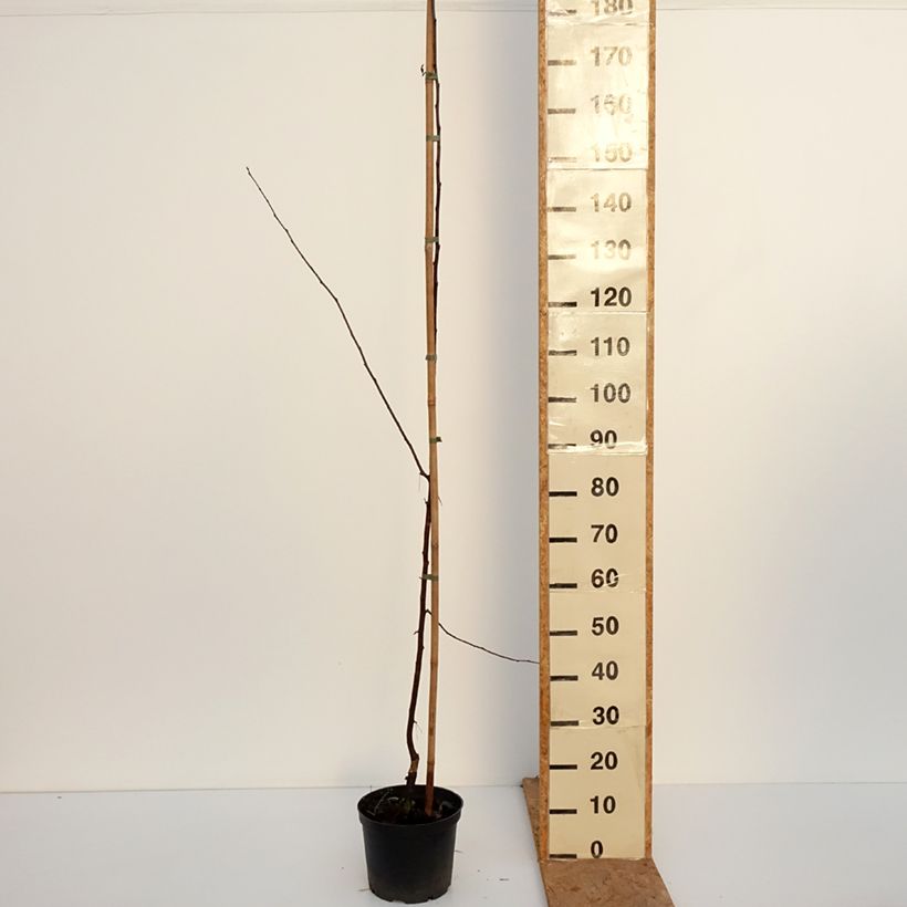Amostra de Malus Paul Hauber Vaso de 4 L/5 L tal como entregue no outono
