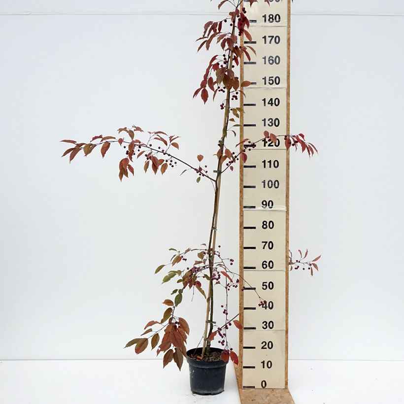 Amostra de Malus Paul Hauber Vaso de 4 L/5 L tal como entregue no verão