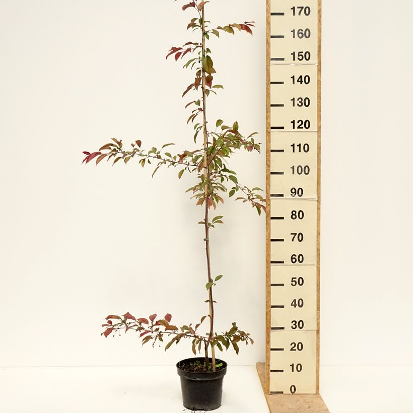 Amostra de Pommier d'ornement - Malus Paul Hauber Vaso de 4 L/5 L tal como entregue na primavera