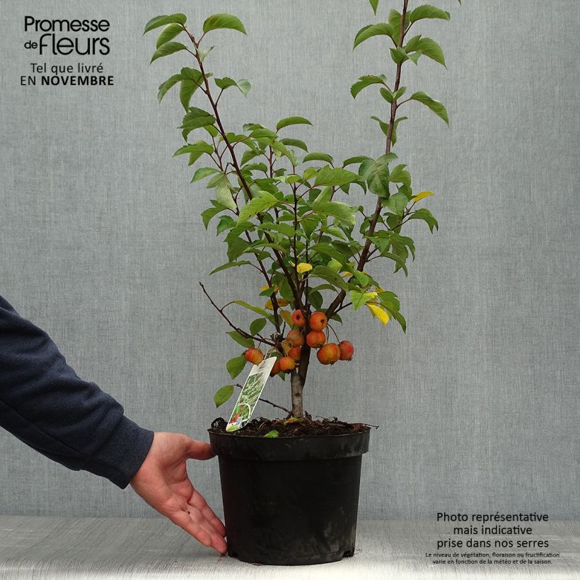 Amostra de Malus Evereste Perpetu Vaso de 3 L/4 L tal como entregue no outono