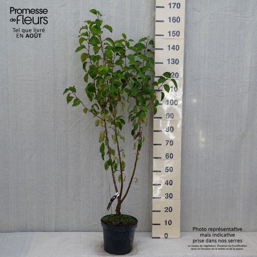 Amostra de Malus Evereste Perpetu Vaso de 7,5 L/10 L, Mini-haste tal como entregue no verão