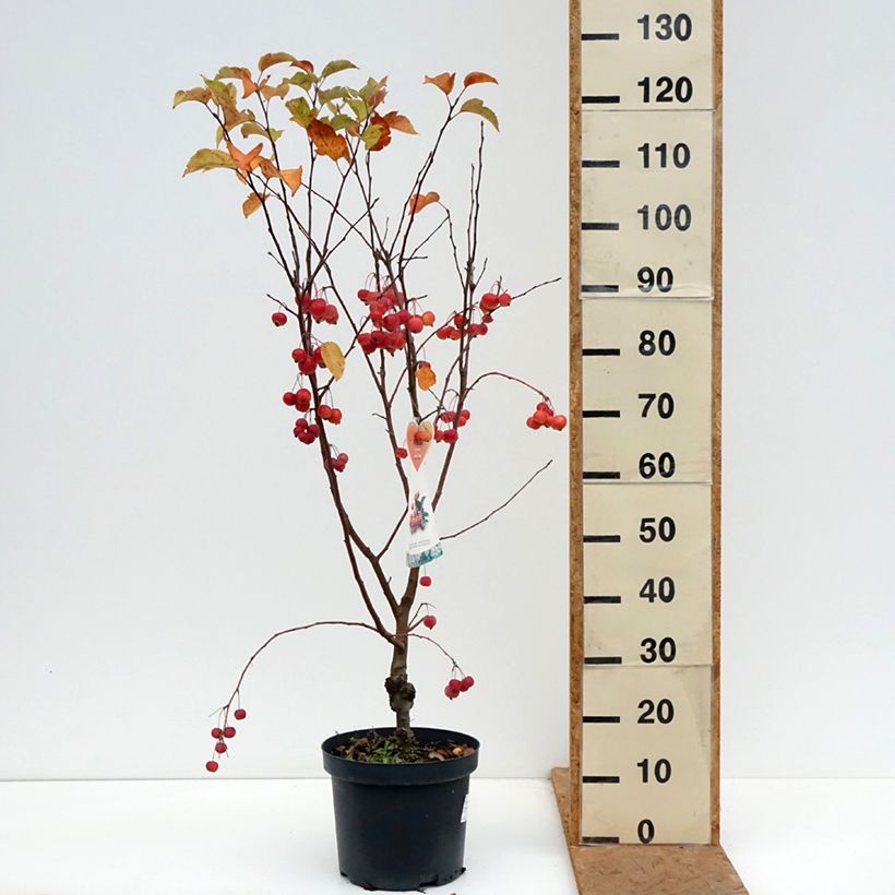 Amostra de Malus Evereste Perpetu Vaso de 7,5 L/10 L, Mini-haste tal como entregue no outono