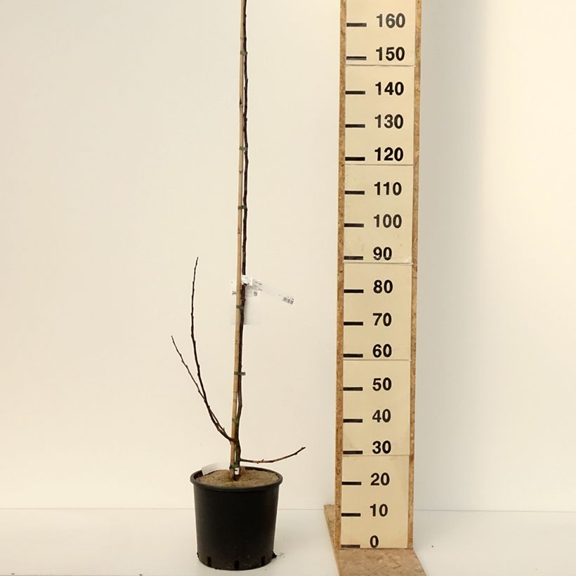 Amostra de Pommier d'ornement - Malus Prairiefire Vaso de 12 L/15 L tal como entregue no inverno