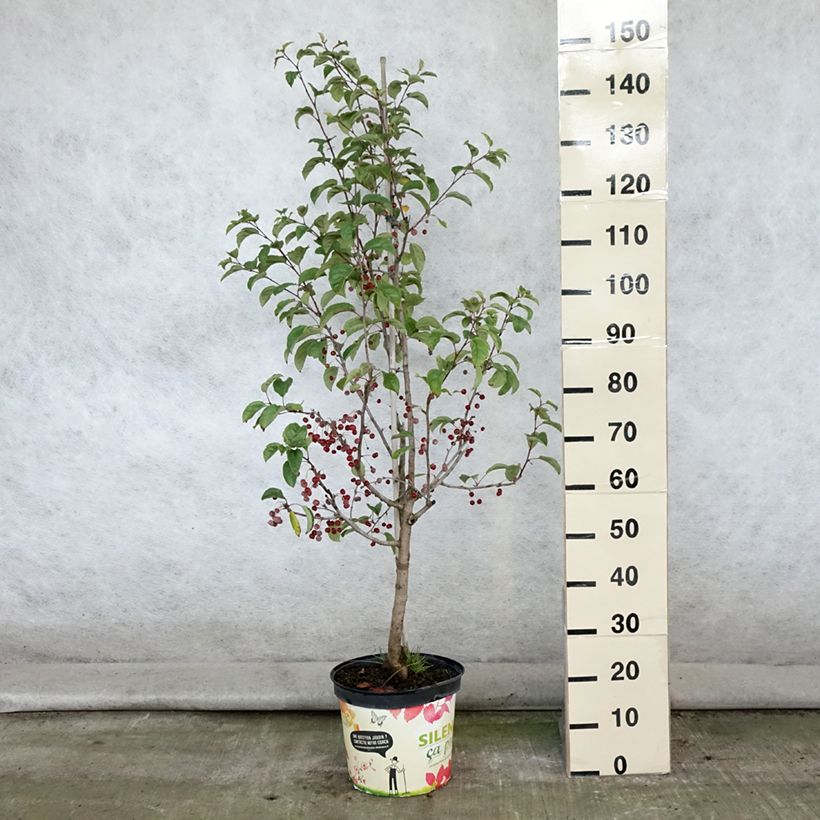 Amostra de Malus Red Jewel Vaso de 7,5 L/10 L, Fuso tal como entregue no verão