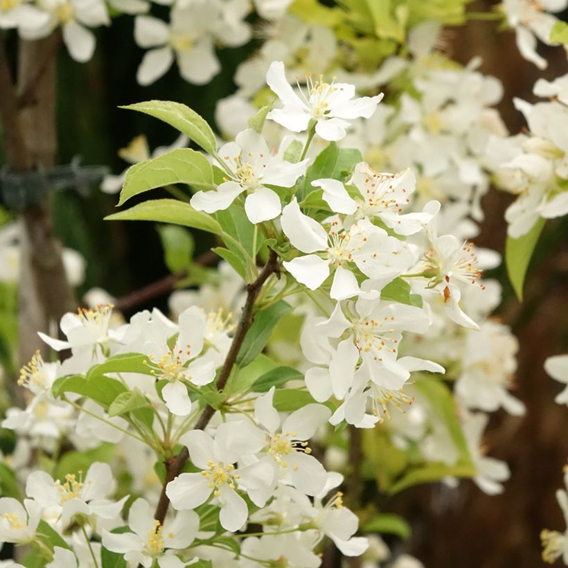 Malus Red Jewel (Floração)