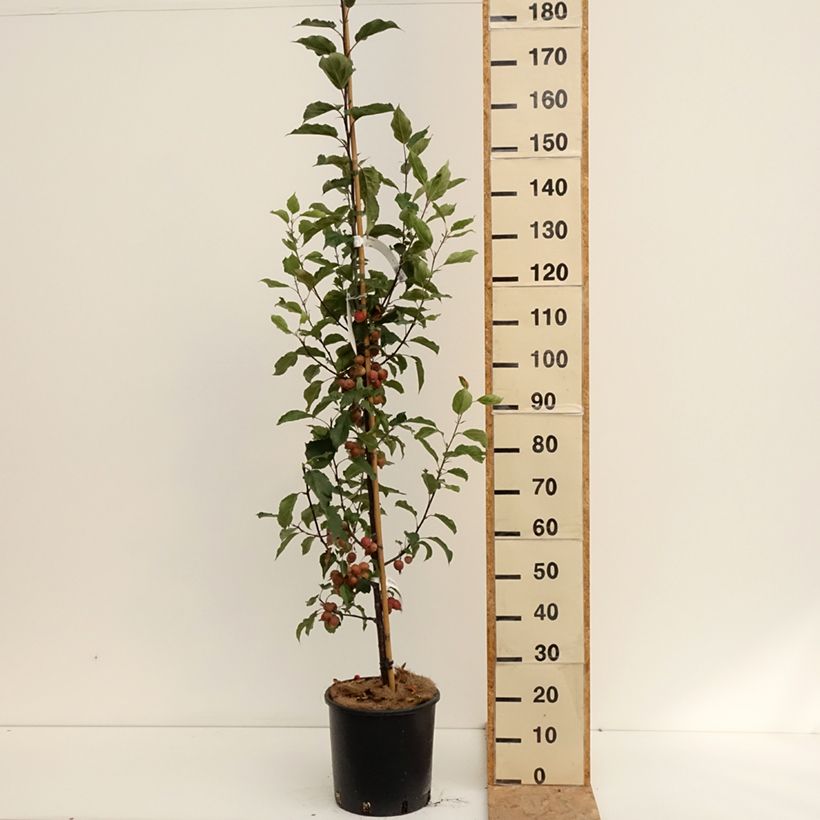 Amostra de Malus Red Obelisk Vaso de 12 L/15 L tal como entregue no verão