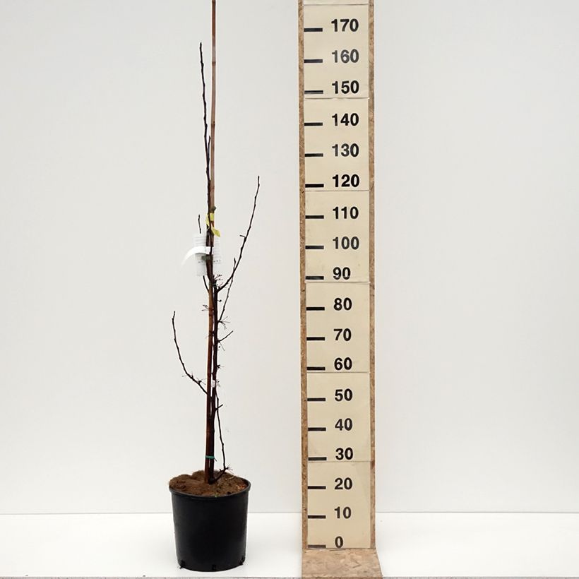 Amostra de Malus Red Obelisk Vaso de 12 L/15 L tal como entregue no inverno