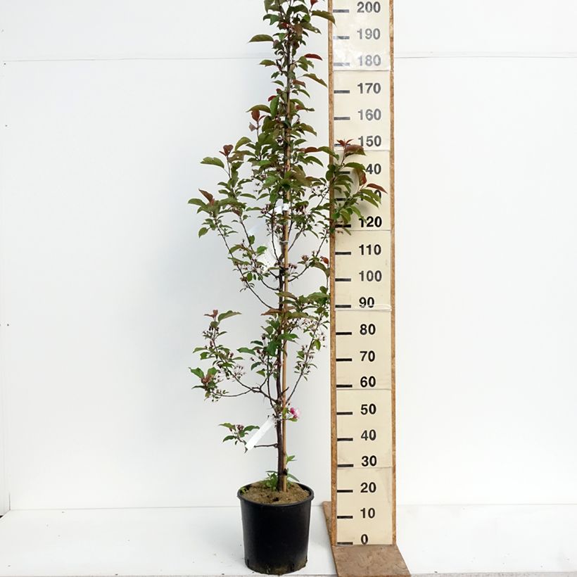 Amostra de Malus Red Obelisk Vaso de 12 L/15 L tal como entregue na primavera