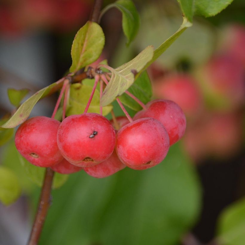 Exemplo de amostra de Malus Red Sentinel Vaso de 6 L/7 L tal como entregue
