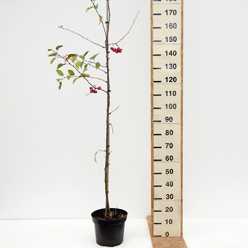 Amostra de Malus Red Sentinel Vaso de 6 L/7 L tal como entregue no outono