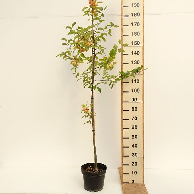Amostra de Malus Red Sentinel Vaso de 6 L/7 L tal como entregue no verão