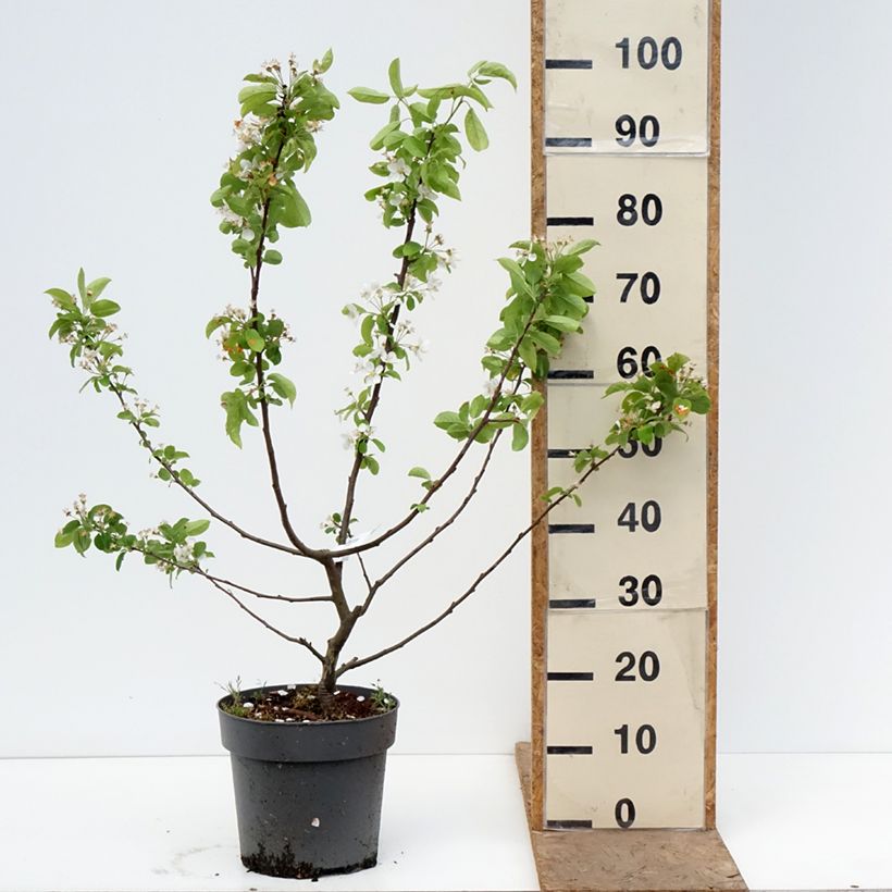 Amostra de Malus Red Sentinel Vaso de 6 L/7 L tal como entregue na primavera