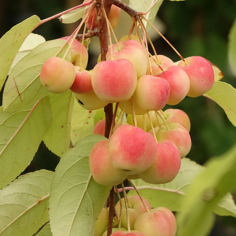 Malus Red Sentinel (Colheita)