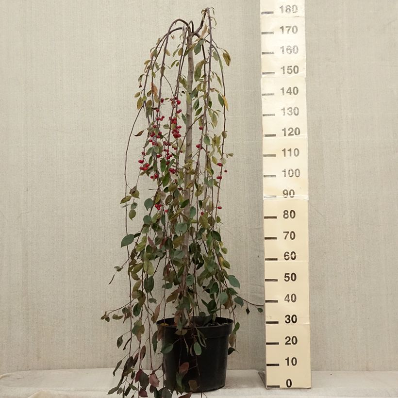 Amostra de Pommier d'ornement - Malus Royal Beauty Pot de 7,5L/10L, Tige, Tige  de 100 cm tal como entregue no outono