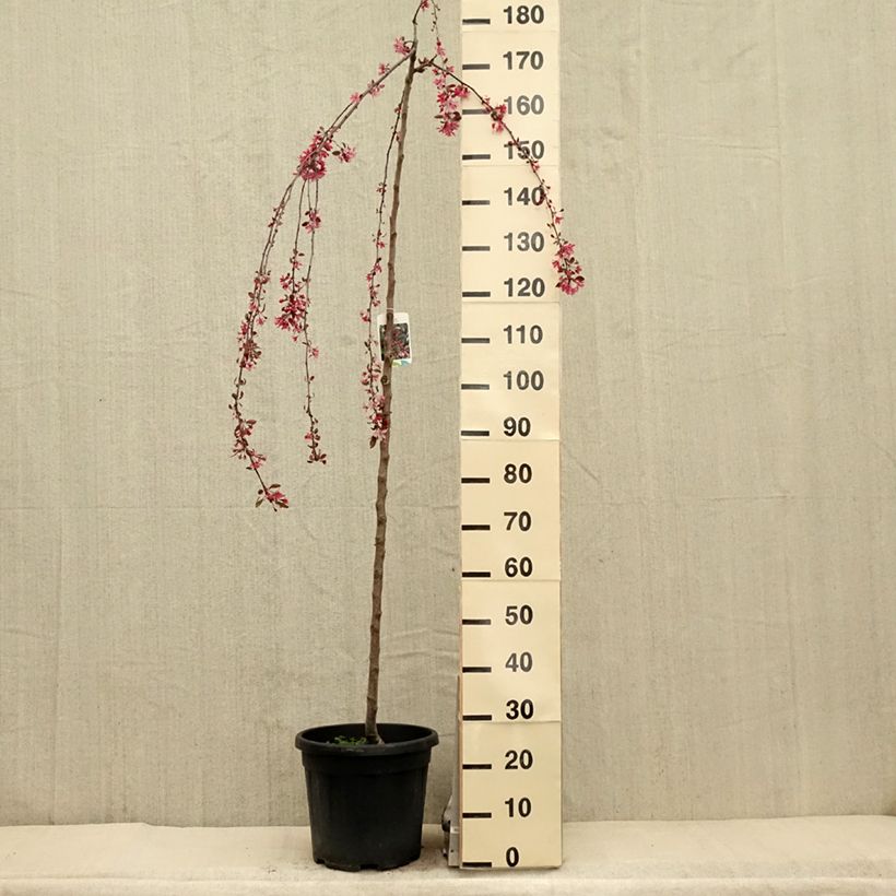 Amostra de Malus Royal Beauty Vaso de 7,5 L/10 L, Haste tal como entregue na primavera