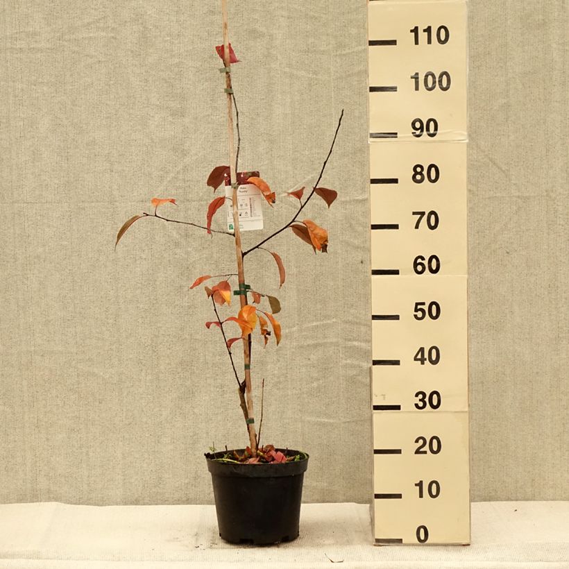 Amostra de Malus Royalty Vaso de 4 L/5 L tal como entregue no outono