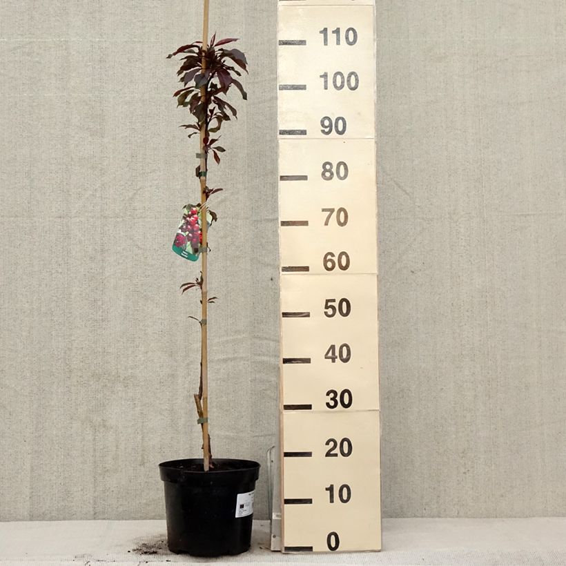 Amostra de Malus Royalty Vaso de 4 L/5 L tal como entregue na primavera