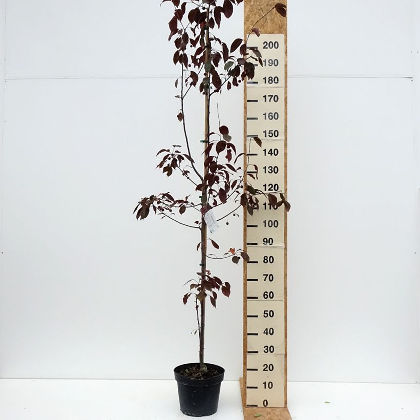 Amostra de Malus Royalty Vaso de 7,5 L/10 L tal como entregue no verão