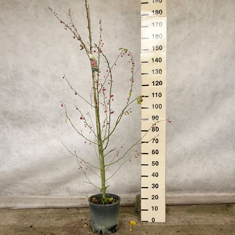 Amostra de Malus Sugar Tyme Vaso de 12 L/15 L, Haste tal como entregue no outono