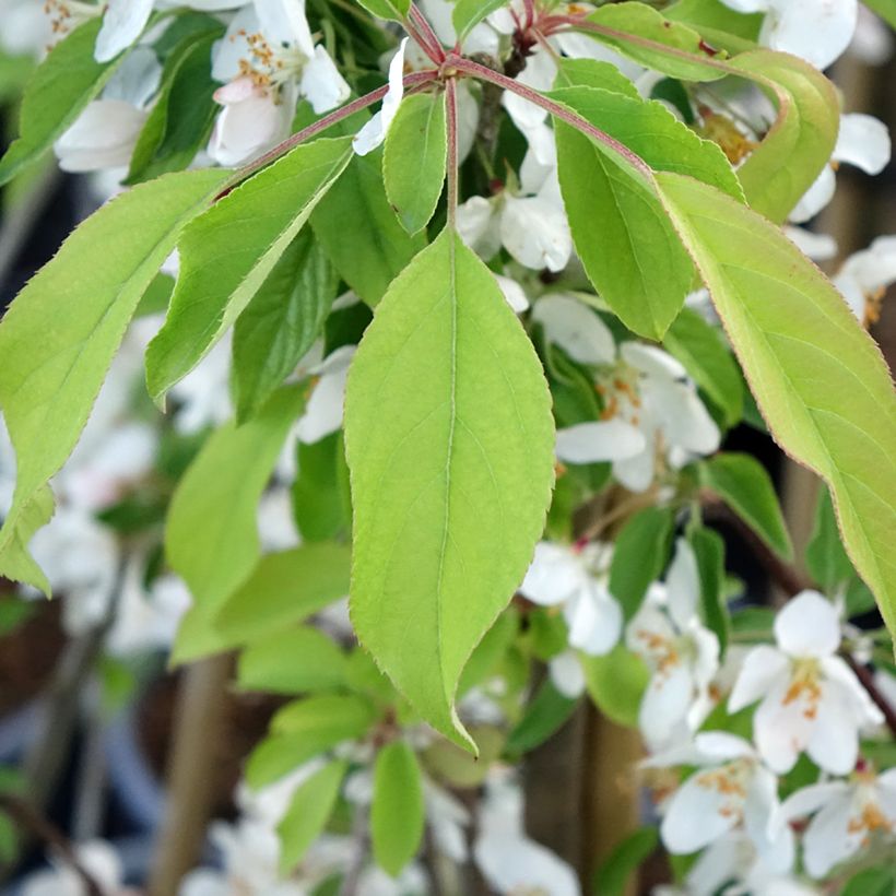 Malus Sugar Tyme (Folhagem)