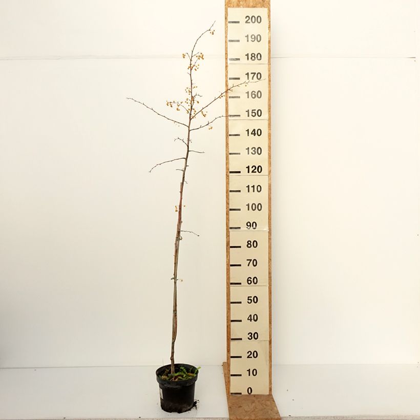 Amostra de Malus toringo Brouwers Beauty - Macieira ornamental Vaso de 4 L/5 L tal como entregue no outono