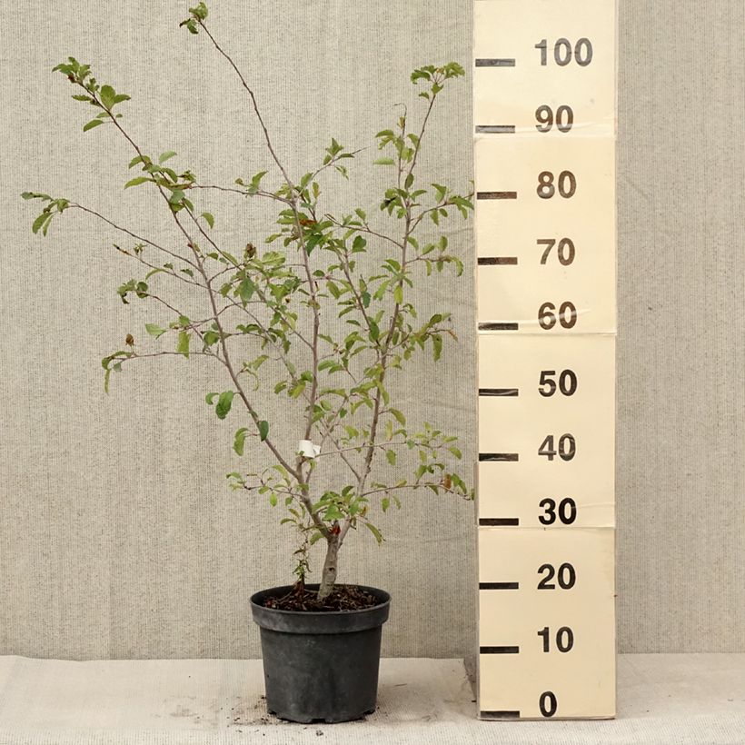 Amostra de Malus toringo Brouwers Beauty - Macieira ornamental Vaso de 4 L/5 L tal como entregue no verão