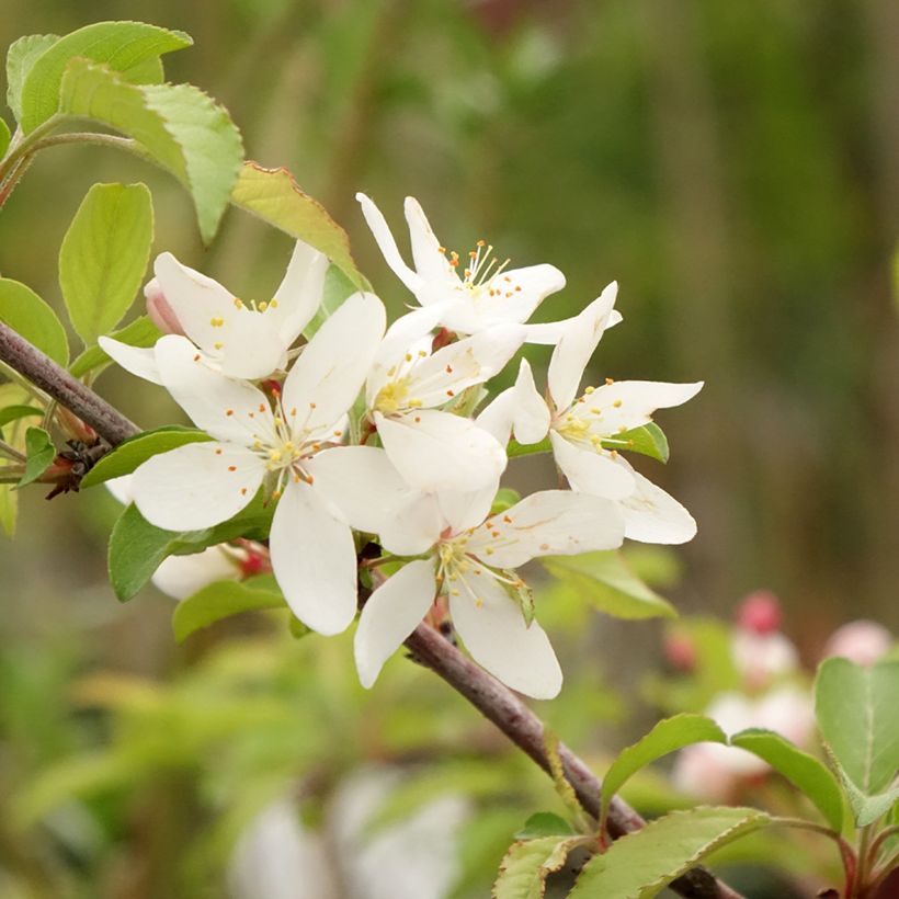 Malus toringo Brouwers Beauty - Macieira ornamental (Floração)