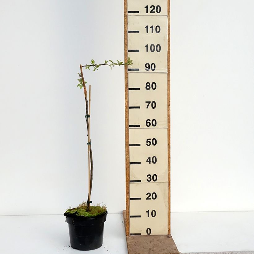 Amostra de Malus sachalinensis Pendula - Macieira ornamental Vaso de 4 L/5 L, Haste tal como entregue na primavera