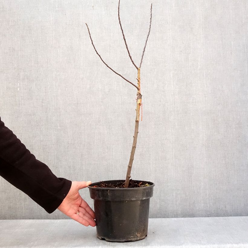 Amostra de Pommier d'ornement POM'ZAI - Malus Pot de 4L/5L tal como entregue no inverno