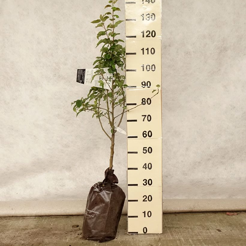 Amostra de Macieira Delbard Celeste Georges Delbard - Malus domestica Torrão "Pronto a plantar", Copo tal como entregue no verão